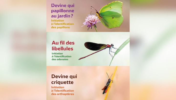 Sciences participatives sur les insectes : une année pour mieux comprendre la biodiversité !